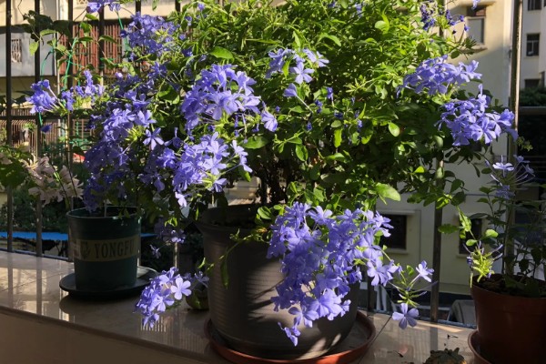 蓝雪花的养殖方法，适宜的生长温度为15-28℃