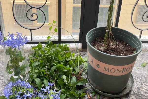 蓝雪花的养殖方法，适宜的生长温度为15-28℃