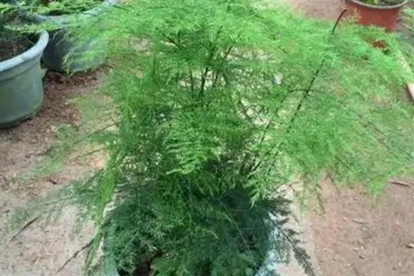 怎样养花卉云竹，生长期每月追施1-2次的稀薄液肥