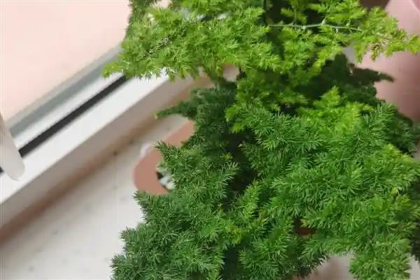 怎样养花卉云竹，生长期每月追施1-2次的稀薄液肥
