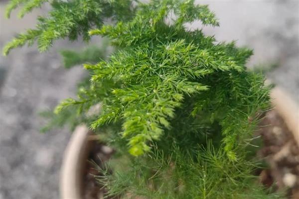 怎样养花卉云竹，生长期每月追施1-2次的稀薄液肥