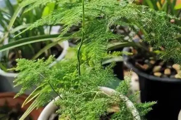 怎样养花卉云竹，生长期每月追施1-2次的稀薄液肥
