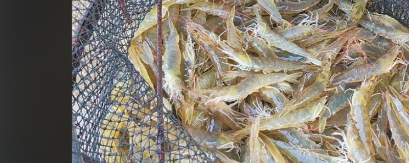 基围虾的养殖技术，底质以泥沙质为宜