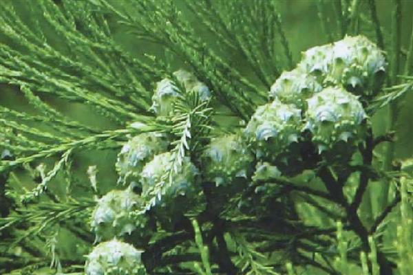 植物旅行的方式，可利用风力传播、水流传播等