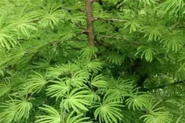 植物旅行的方式，可利用风力传播、水流传播等