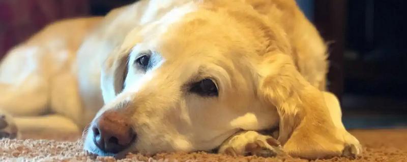 狗狗晚上为什么会咳嗽，主要是着凉感冒所致