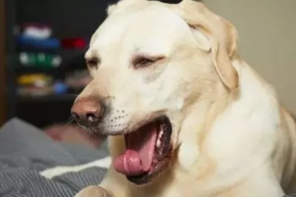 狗狗晚上为什么会咳嗽，主要是着凉感冒所致