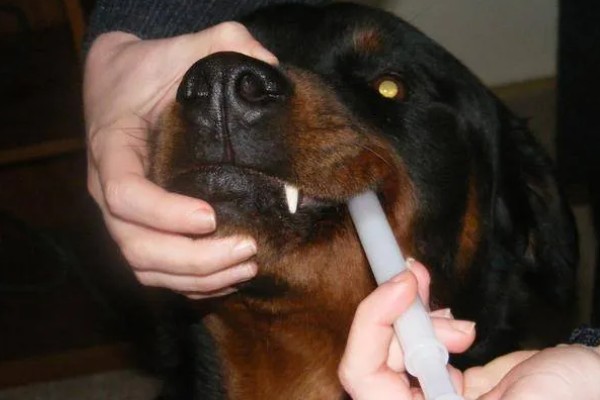 狗狗晚上为什么会咳嗽，主要是着凉感冒所致