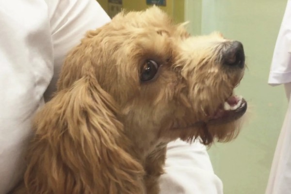 狗狗晚上为什么会咳嗽，主要是着凉感冒所致