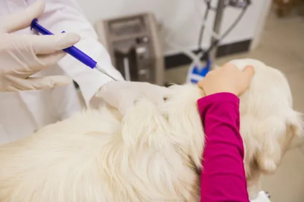 狗狗晚上为什么会咳嗽，主要是着凉感冒所致