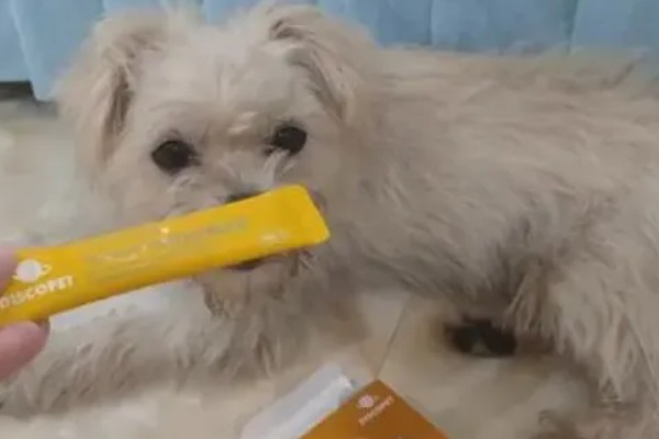 狗狗晚上为什么会咳嗽，主要是着凉感冒所致