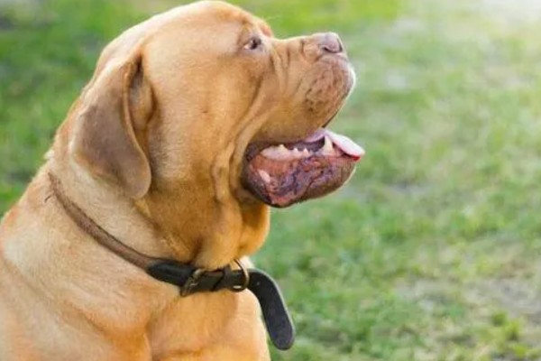 狗狗晚上为什么会咳嗽，主要是着凉感冒所致