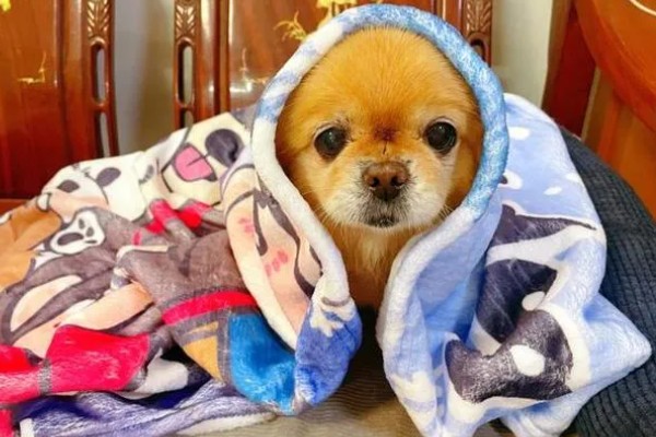 狗狗晚上为什么会咳嗽，主要是着凉感冒所致