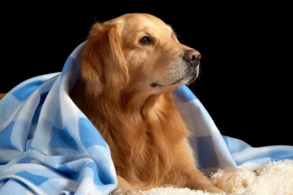 狗狗晚上为什么会咳嗽，主要是着凉感冒所致