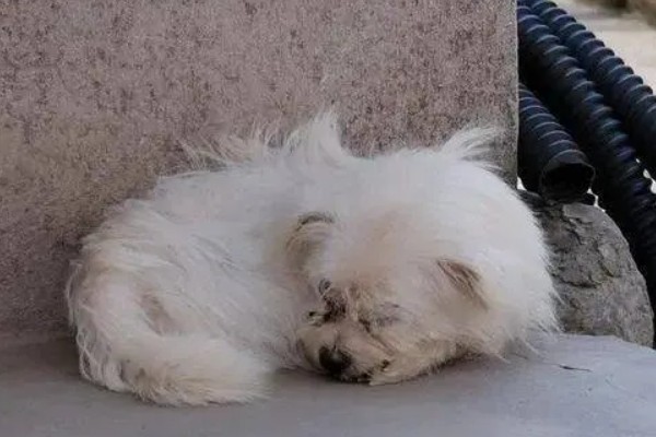 狗狗晚上为什么会咳嗽，主要是着凉感冒所致