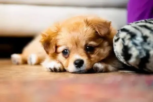 狗狗晚上为什么会咳嗽，主要是着凉感冒所致