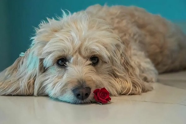 狗狗晚上为什么会咳嗽，主要是着凉感冒所致