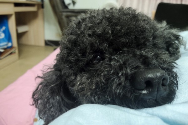 狗狗晚上为什么会咳嗽，主要是着凉感冒所致