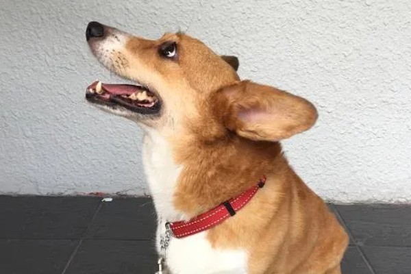 狗狗晚上为什么会咳嗽，主要是着凉感冒所致