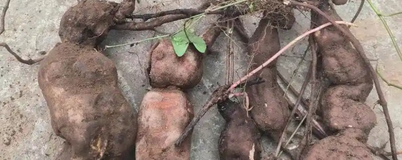 千年人形何首乌是不是真的，是个传说