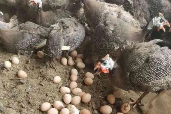 怎么养珍珠鸡，育雏时一般选择地面散养和笼养