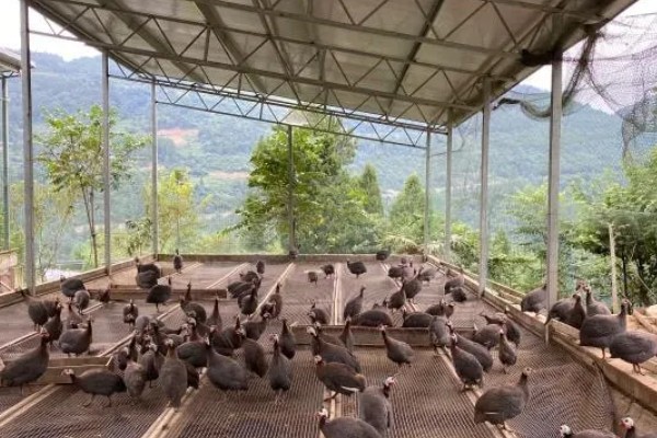 怎么养珍珠鸡，育雏时一般选择地面散养和笼养