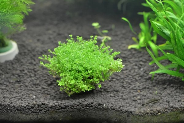 怎么养植物矮珍珠，使用pH值在6-7的水来浇灌