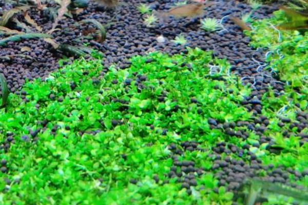 怎么养植物矮珍珠，使用pH值在6-7的水来浇灌