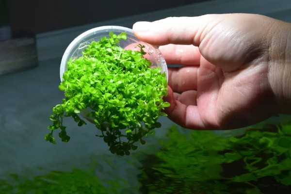 怎么养植物矮珍珠，使用pH值在6-7的水来浇灌