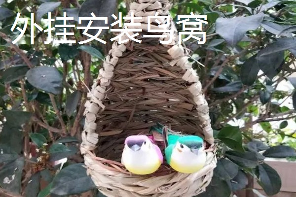 怎么在笼中放置鹦鹉的窝，主要有外挂和内挂这里两种方式