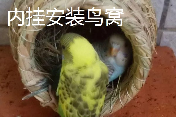 怎么在笼中放置鹦鹉的窝，主要有外挂和内挂这里两种方式