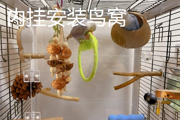 怎么在笼中放置鹦鹉的窝，主要有外挂和内挂这里两种方式