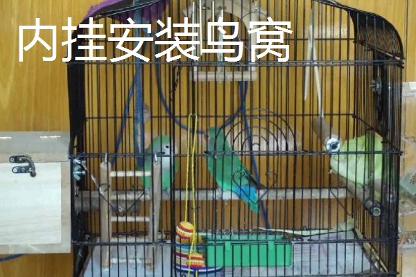怎么在笼中放置鹦鹉的窝，主要有外挂和内挂这里两种方式
