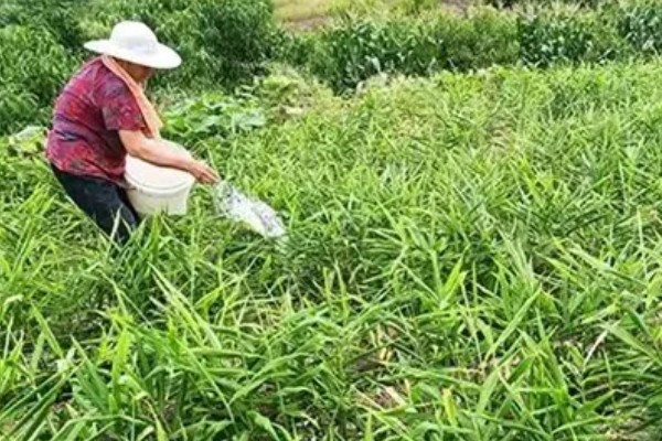 在家种姜的方法,要选择排水性能较好的盆