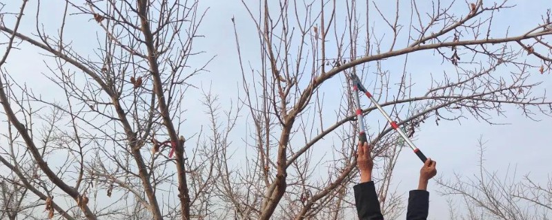 东北地区果树在几月份剪枝，在11-12月进行