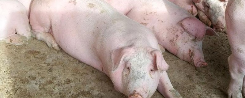 猪的大便干结用什么药，可用山大黄末治疗