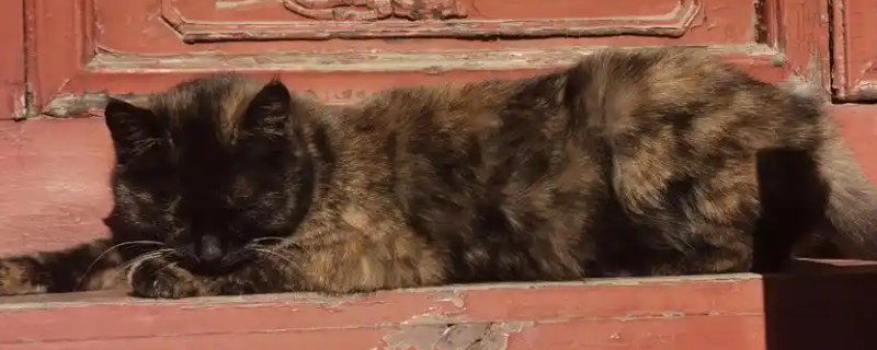 养猫的好处，可以愉悦心情