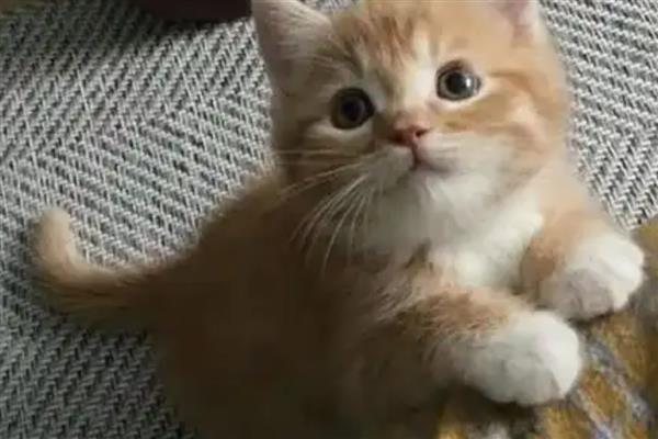 养猫的好处，可以愉悦心情