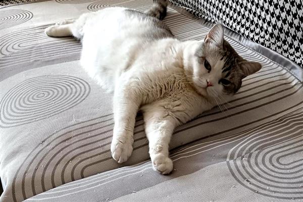 养猫的好处，可以愉悦心情