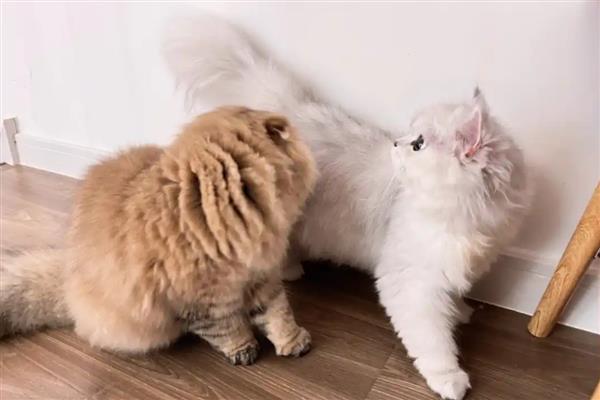养猫的好处，可以愉悦心情
