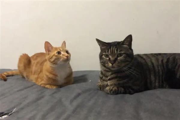 养猫的好处，可以愉悦心情