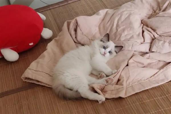 养猫的好处，可以愉悦心情