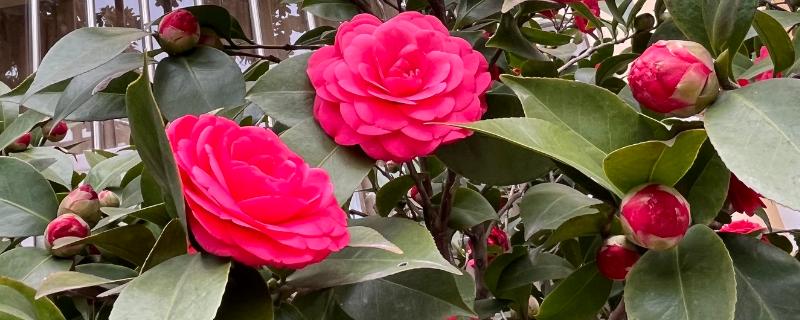 为什么山茶花打骨朵迟迟不开,可能是光照不足所致