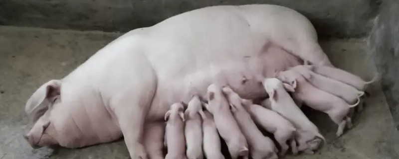 母猪不发情如何处理，没到发情期慢慢饲养即可