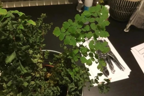 铁线蕨死了还会不会发芽，还会发芽
