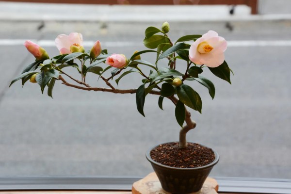 为什么山茶花打骨朵迟迟不开,可能是光照不足所致