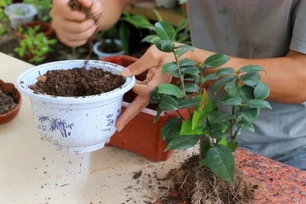 为什么山茶花打骨朵迟迟不开,可能是光照不足所致