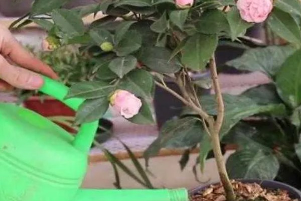 为什么山茶花打骨朵迟迟不开,可能是光照不足所致