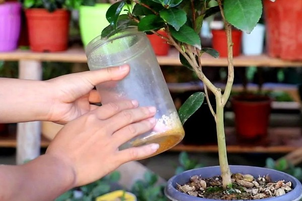 为什么山茶花打骨朵迟迟不开,可能是光照不足所致