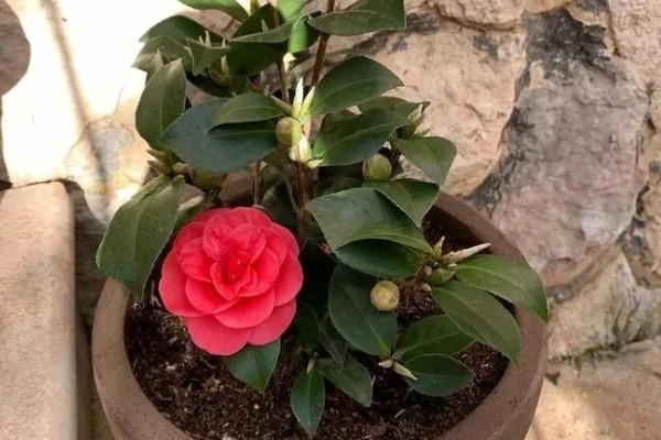 为什么山茶花打骨朵迟迟不开,可能是光照不足所致